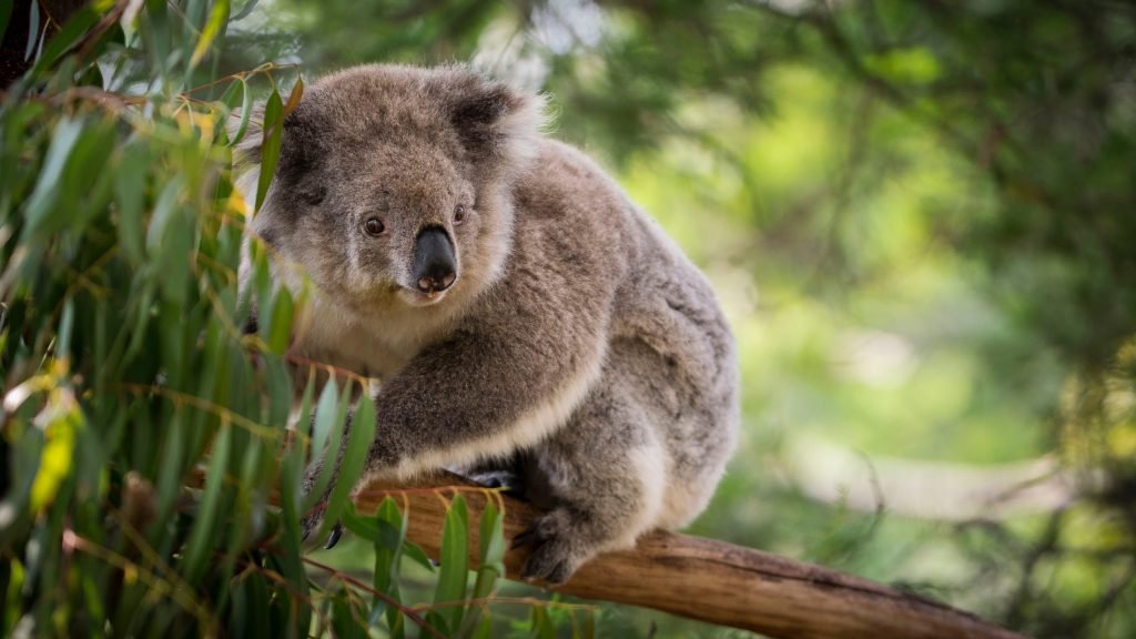 albino baby koala