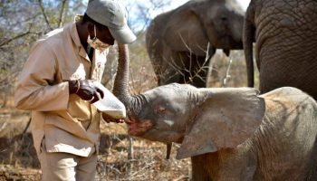 Khanyisa, Herd